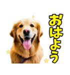 リアル☆ゴールデンレトリバー（個別スタンプ：29）
