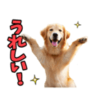 リアル☆ゴールデンレトリバー（個別スタンプ：30）