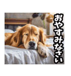リアル☆ゴールデンレトリバー（個別スタンプ：40）
