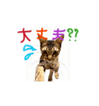 お酒とネコ好きな日常会話52（個別スタンプ：7）