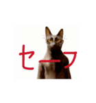 お酒とネコ好きな日常会話52（個別スタンプ：9）
