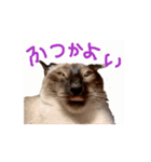 お酒とネコ好きな日常会話52（個別スタンプ：10）