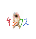 お酒とネコ好きな日常会話52（個別スタンプ：13）