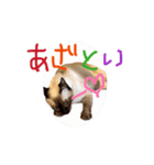 お酒とネコ好きな日常会話52（個別スタンプ：15）