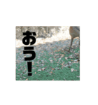 【一息つこうぜ】動物スタンプ！（個別スタンプ：4）