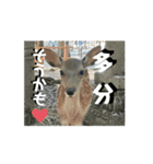 【一息つこうぜ】動物スタンプ！（個別スタンプ：8）