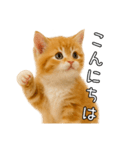 子猫マンチカンのオス（個別スタンプ：2）