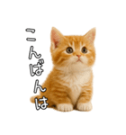 子猫マンチカンのオス（個別スタンプ：3）