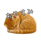 子猫マンチカンのオス（個別スタンプ：4）