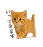 子猫マンチカンのオス（個別スタンプ：6）