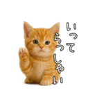 子猫マンチカンのオス（個別スタンプ：7）