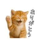 子猫マンチカンのオス（個別スタンプ：9）