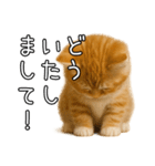 子猫マンチカンのオス（個別スタンプ：10）