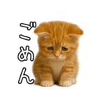 子猫マンチカンのオス（個別スタンプ：11）