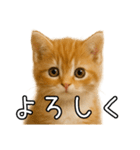 子猫マンチカンのオス（個別スタンプ：12）