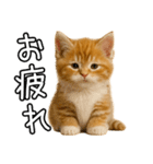 子猫マンチカンのオス（個別スタンプ：13）