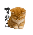子猫マンチカンのオス（個別スタンプ：14）