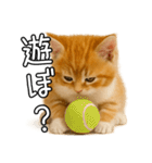 子猫マンチカンのオス（個別スタンプ：18）