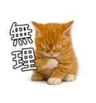 子猫マンチカンのオス（個別スタンプ：19）