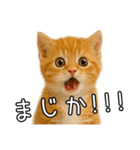 子猫マンチカンのオス（個別スタンプ：21）