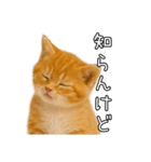 子猫マンチカンのオス（個別スタンプ：22）