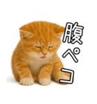 子猫マンチカンのオス（個別スタンプ：23）