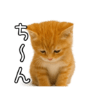 子猫マンチカンのオス（個別スタンプ：24）