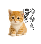 子猫マンチカンのオス（個別スタンプ：30）