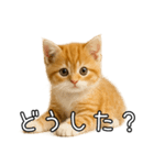 子猫マンチカンのオス（個別スタンプ：32）