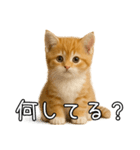 子猫マンチカンのオス（個別スタンプ：33）