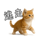 子猫マンチカンのオス（個別スタンプ：34）