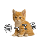 子猫マンチカンのオス（個別スタンプ：35）