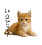 子猫マンチカンのオス（個別スタンプ：36）