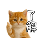 子猫マンチカンのオス（個別スタンプ：37）