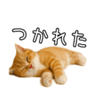 子猫マンチカンのオス（個別スタンプ：38）