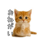 子猫マンチカンのオス（個別スタンプ：39）