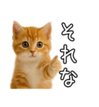 子猫マンチカンのオス（個別スタンプ：40）