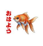 金魚(和風アニメ)（個別スタンプ：1）