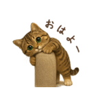 毎日使える♪キジトラ猫ぬいぐるみスタンプ（個別スタンプ：1）