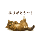 毎日使える♪キジトラ猫ぬいぐるみスタンプ（個別スタンプ：12）