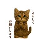 毎日使える♪キジトラ猫ぬいぐるみスタンプ（個別スタンプ：22）
