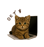 毎日使える♪キジトラ猫ぬいぐるみスタンプ（個別スタンプ：26）
