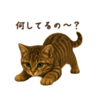 毎日使える♪キジトラ猫ぬいぐるみスタンプ（個別スタンプ：35）