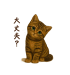 毎日使える♪キジトラ猫ぬいぐるみスタンプ（個別スタンプ：37）