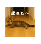 毎日使える♪キジトラ猫ぬいぐるみスタンプ（個別スタンプ：38）