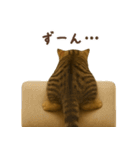毎日使える♪キジトラ猫ぬいぐるみスタンプ（個別スタンプ：39）