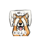 雑な目見開き柴犬（個別スタンプ：1）