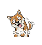 雑な目見開き柴犬（個別スタンプ：3）