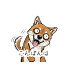 雑な目見開き柴犬（個別スタンプ：4）