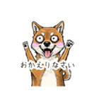 雑な目見開き柴犬（個別スタンプ：7）